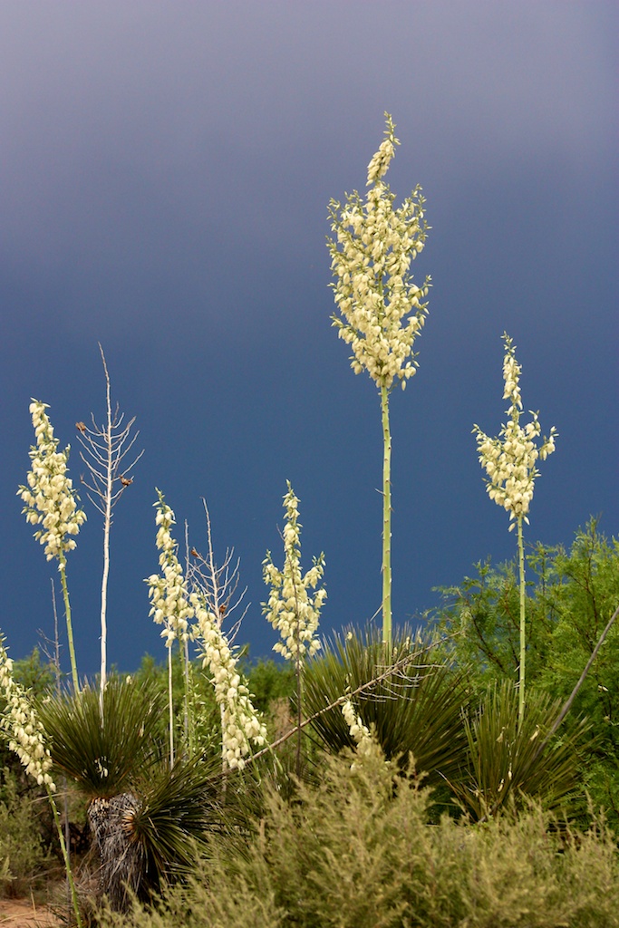 Dance of the Yucca